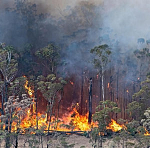 Acción mundial por la crisis climática